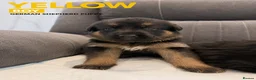 German Shepherd dogs for sale: ⭐️7 Beautiful German Shepherd Puppies⭐️ in Rugby - Advert 12