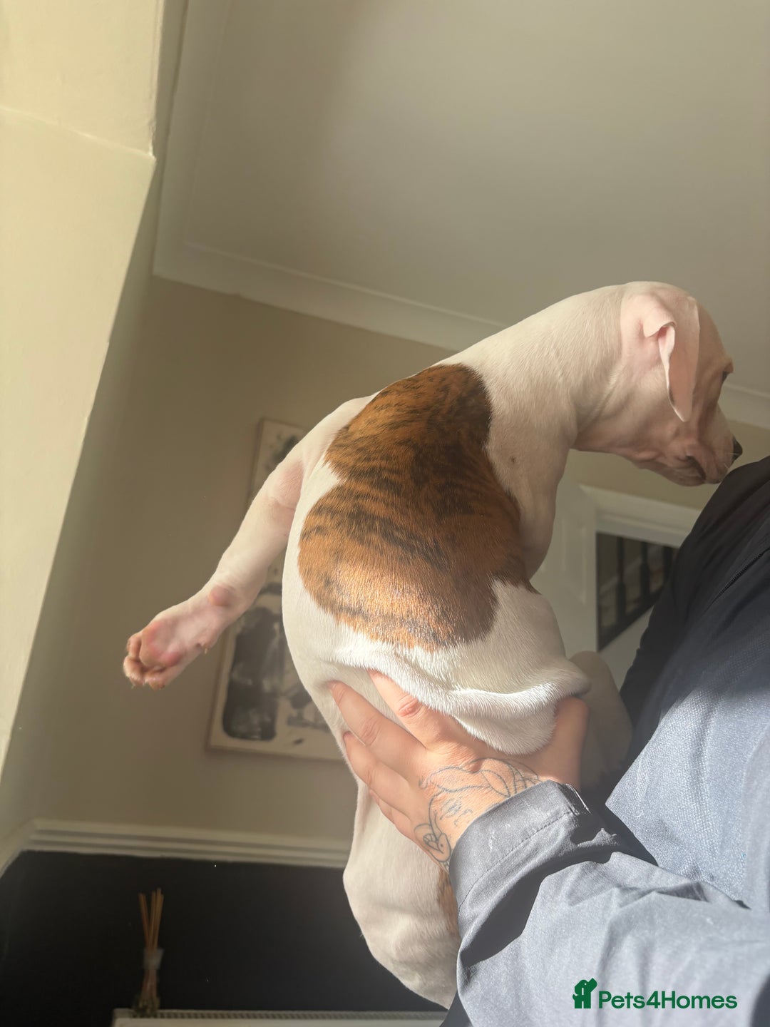 American Bulldog dogs for sale: American bulldog  - Image 3