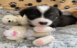 Welsh Corgi Cardigan dogs for sale: WELSH CARDIGAN CORGI BABIES FROM 5 ⭐ LICENSED HOME - Image 2