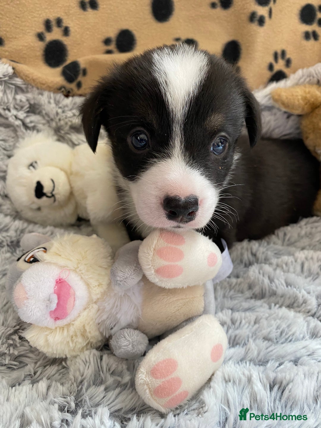 Welsh Corgi Cardigan dogs for sale: WELSH CARDIGAN CORGI BABIES FROM 5 ⭐ LICENSED HOME - Image 2