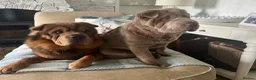 Shar Pei dogs for sale: Bear Coat Shar Pei puppies - Advert 12