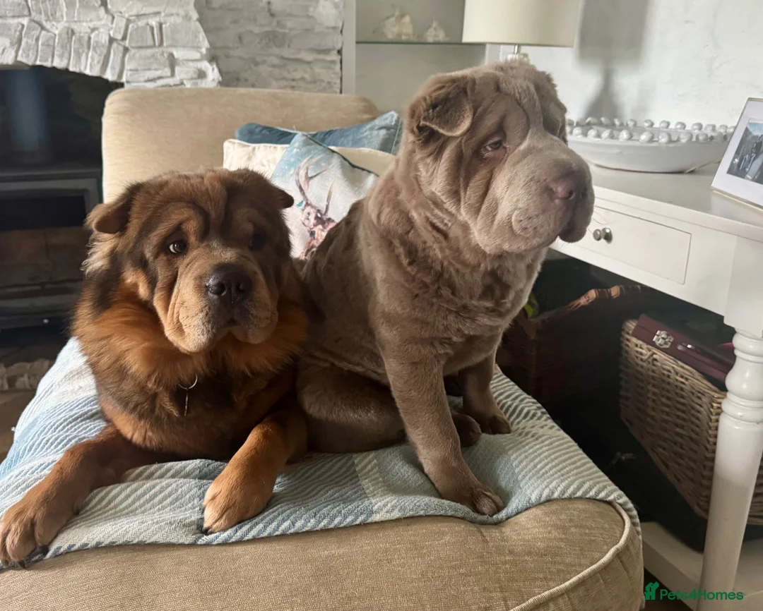 Shar Pei dogs for sale: Bear Coat Shar Pei puppies - Advert 12