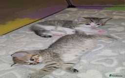 British Shorthair cats for sale: BRITISH SHORTHAIR KITTENS - Image 4