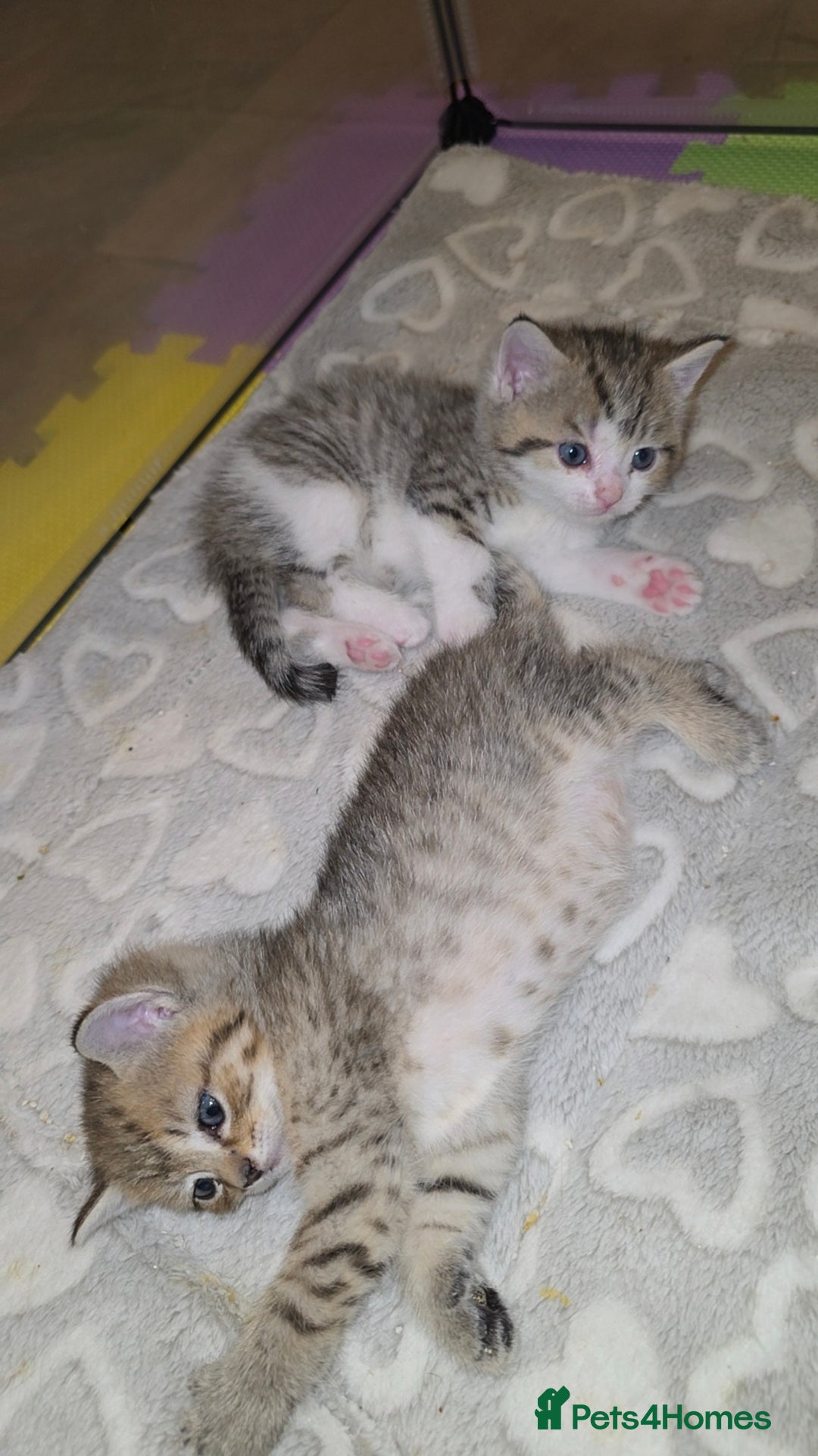 British Shorthair cats for sale: BRITISH SHORTHAIR KITTENS - Image 4