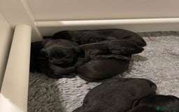 Labrador Retriever dogs for sale: 9 KC Black Lab Pups  - Image 14