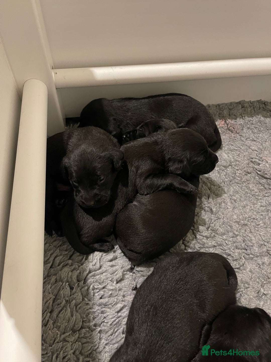 Labrador Retriever dogs for sale: 9 KC Black Lab Pups  - Image 14