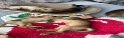 Abyssinian cats for sale: Abyssinian kittens 🌟😻🌟 - Advert 9