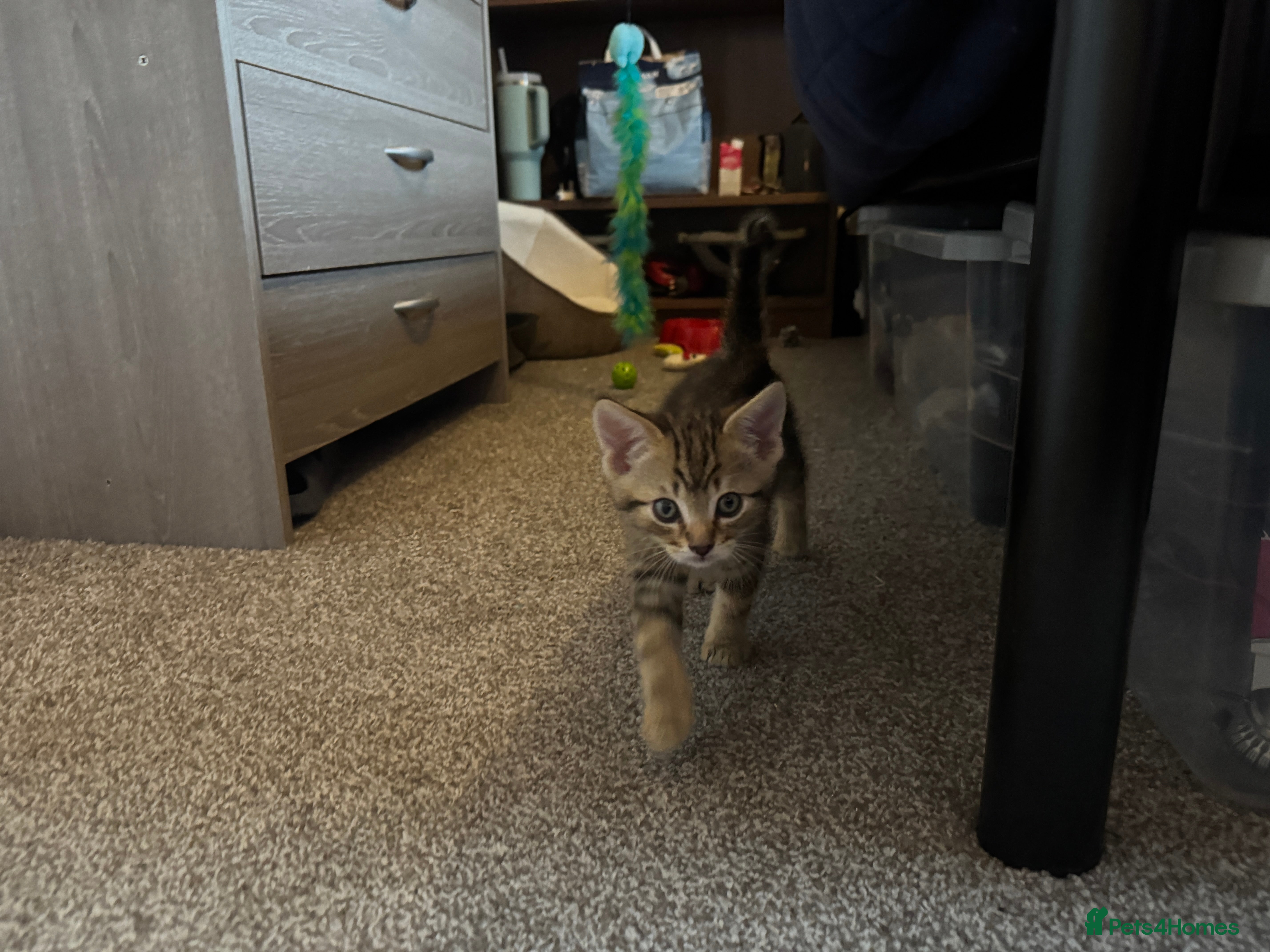 Mixed Breed cats 10 week old kitten needing new home - Advert 6