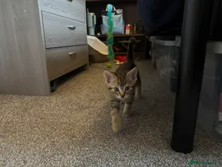 Mixed Breed cats 10 week old kitten needing new home - Advert 2