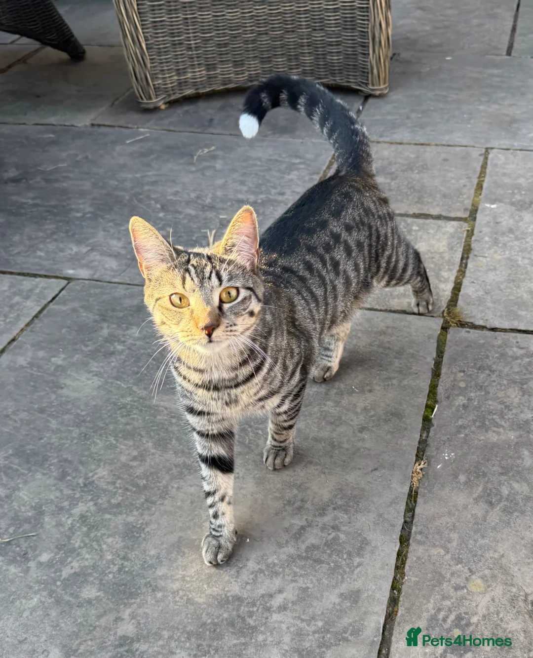 British Shorthair cats for sale: Cat called Luna looking for a loving home - Advert 1