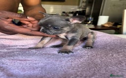 French Bulldog dogs for sale: Adorable French Bulldog Puppies in Barking - Image 22