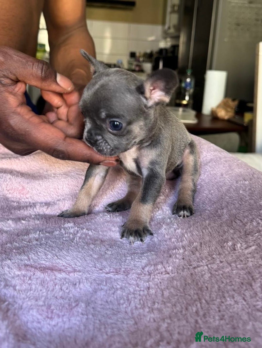French Bulldog dogs for sale: Adorable French Bulldog Puppies in Barking - Image 22