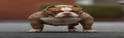 American Bully dogs for stud: American bully pocket - Advert 11