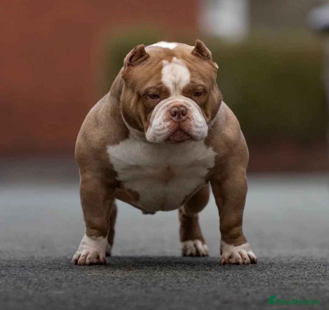 American Bully dogs for stud: American bully pocket - Advert 11