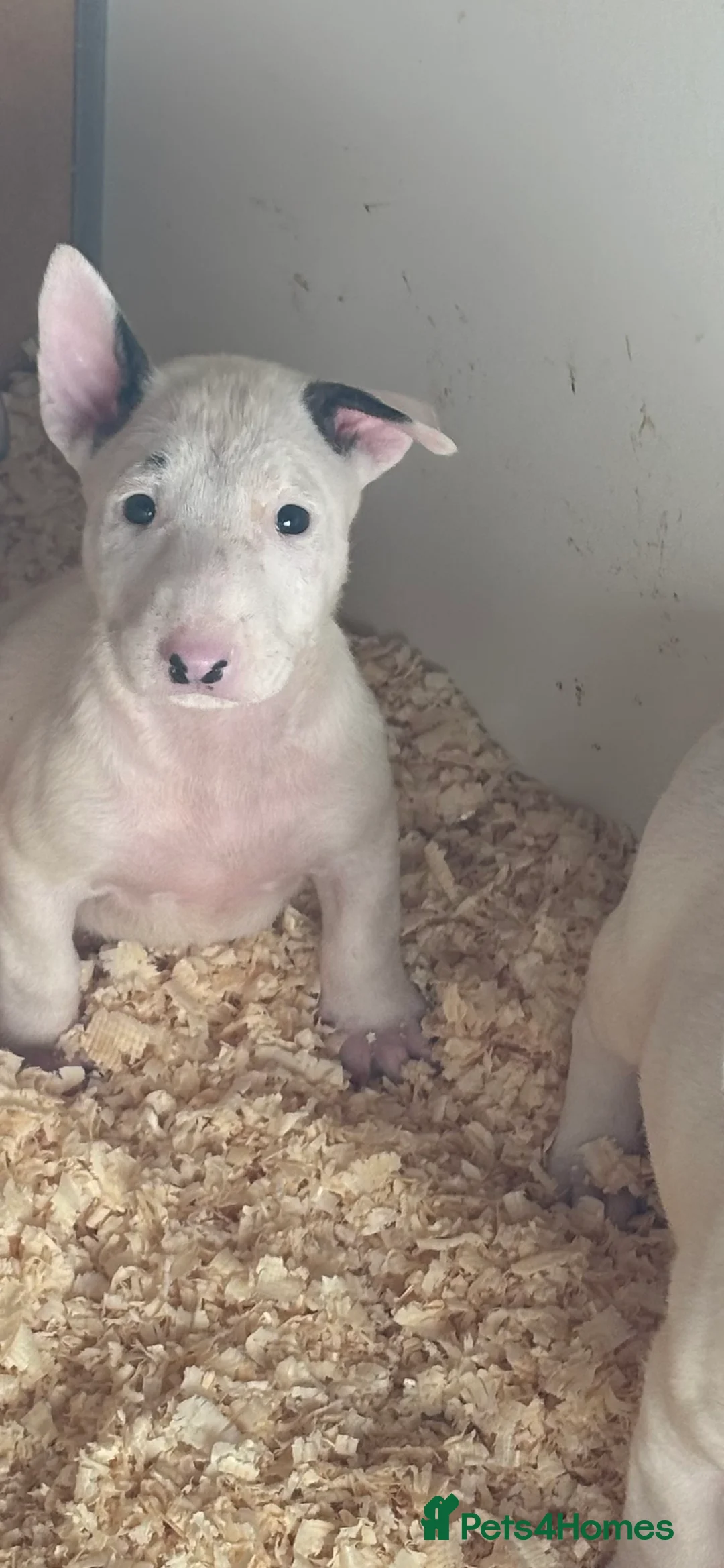 Bull Terrier dogs for sale: 🇬🇧🇬🇧BULLYVIEW🇬🇧🇬🇧 - Advert 5