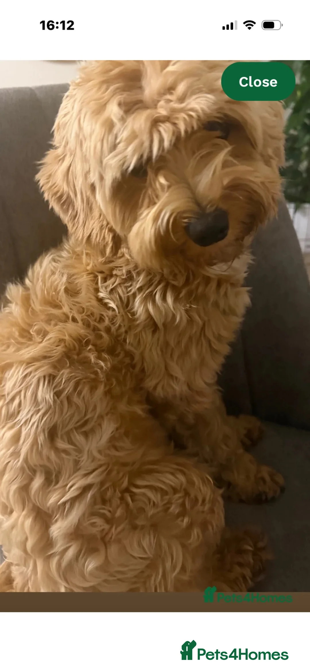 Maltipoo dogs for sale: Maltipoo male 1 year old  in Ossett - Advert 5
