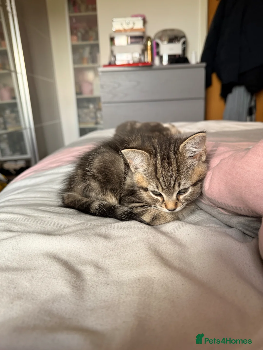 Mixed Breed cats for sale: Tabby cat - Advert 10
