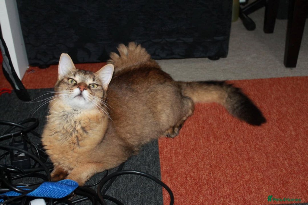 Chausie cats for sale: Chausie F6  - Advert 3