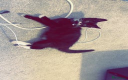 British Shorthair cats for sale: Black and white kitten  - Image 3