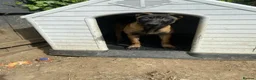 Belgian Shepherd Dog dogs for sale: Belgian Malinois pups  - Advert 19