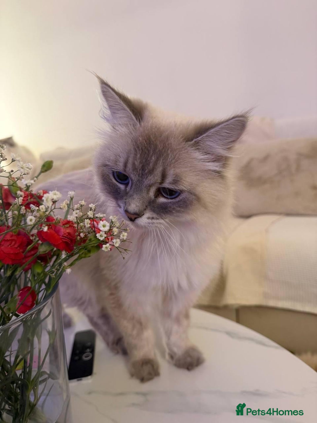 Siberian cats for sale: Rare Siberian Cats Available😻💯 - Advert 21