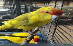 Parakeets birds for sale: Bonded pair of Kakarikis  - Image 4