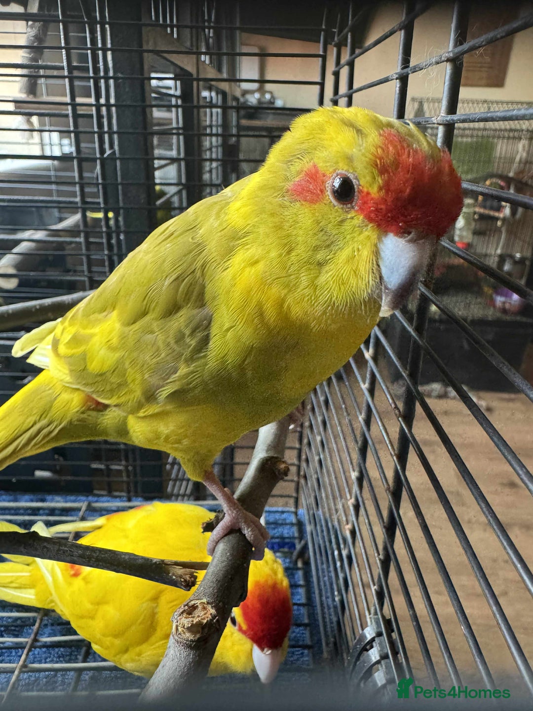 Parakeets birds for sale: Bonded pair of Kakarikis  - Image 4