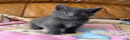 Bengal cats for sale: Adorable friendly Bengal kittens ready now!! - Advert 12