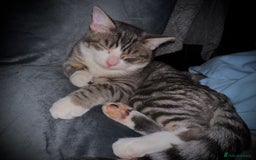 Siamese cats for sale: Kittens for re homing  - Image 1