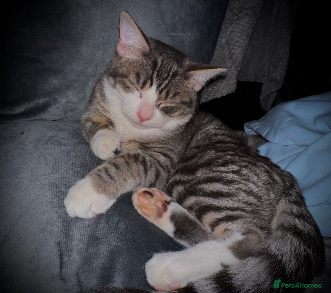 Siamese cats for sale: Kittens for re homing  - Image 1