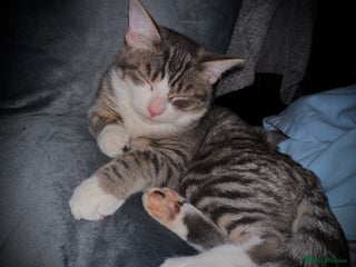 Siamese cats - Advert 18