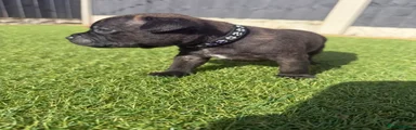 Staffordshire Bull Terrier 5