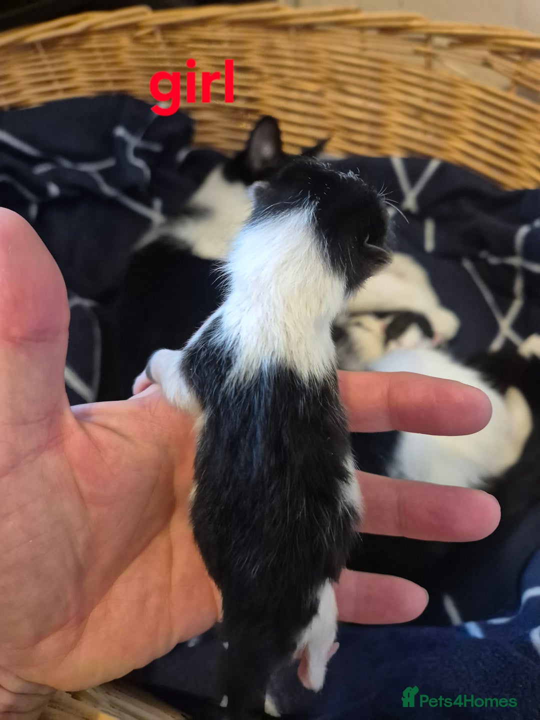 Domestic Shorthair cats for sale: 2 black and white kittens, 1 all black Female - Advert 17