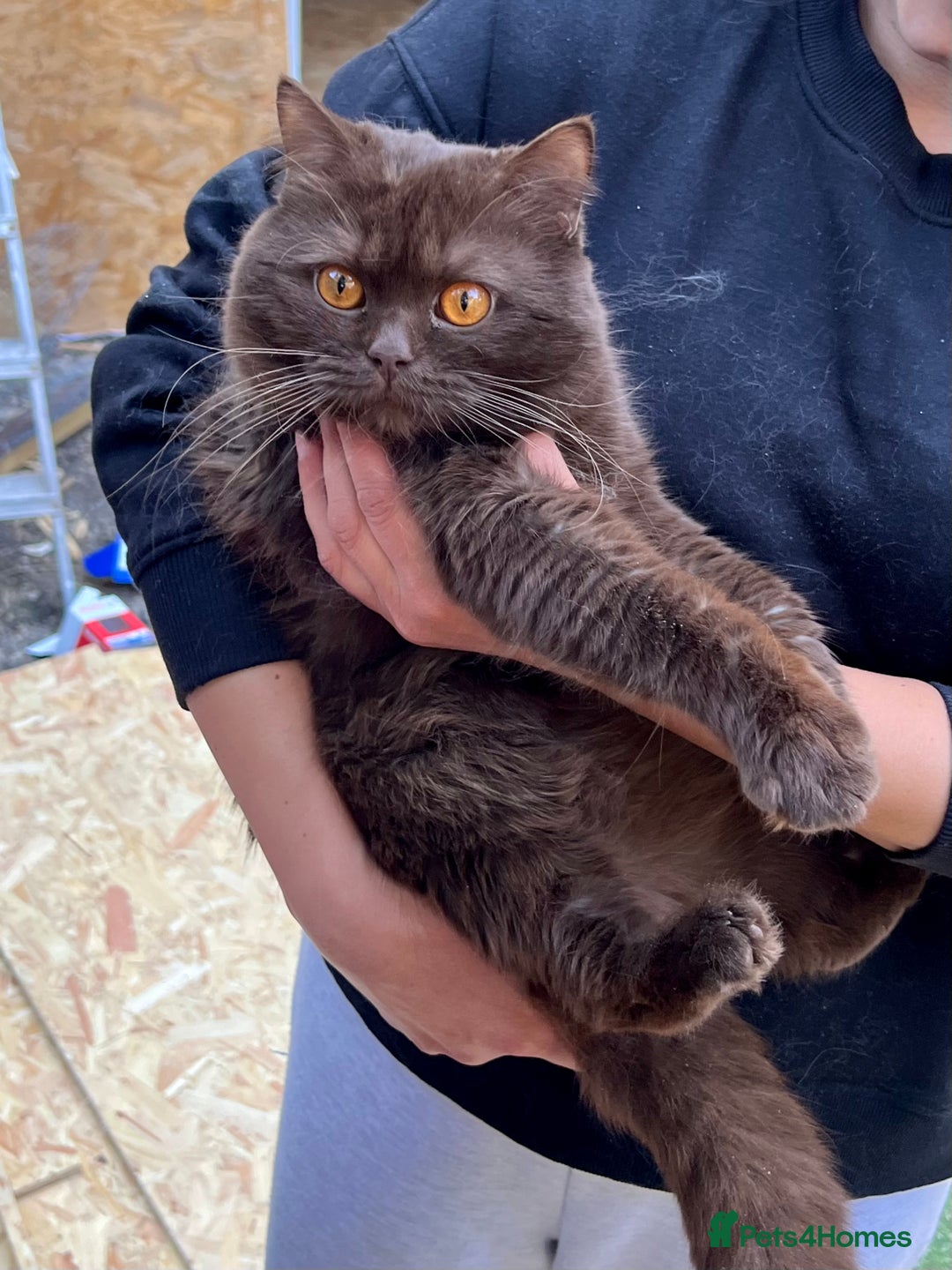 British Shorthair cats for sale: 2 Pedigree British Shorthair Chocolate Boys  - Image 9