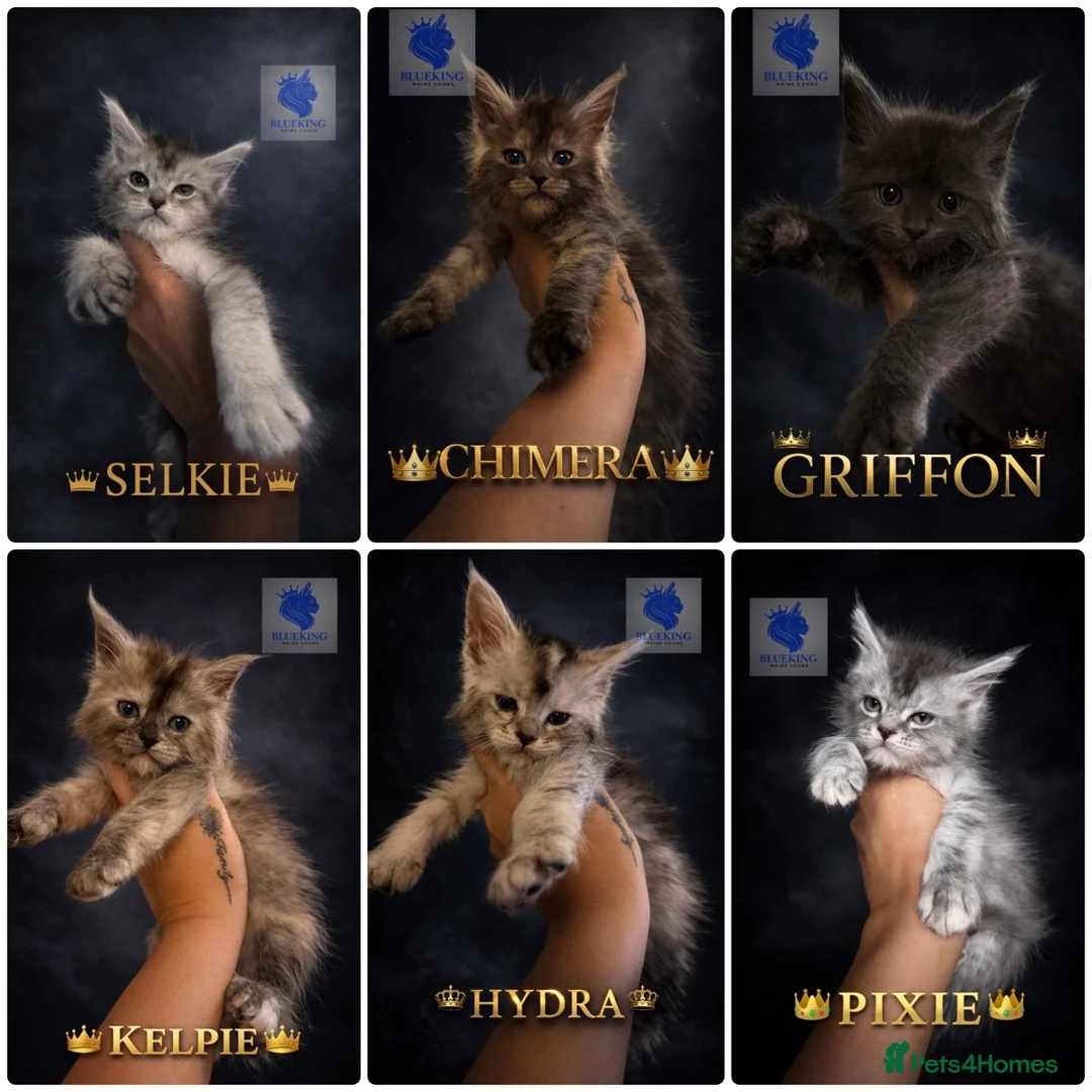Maine Coon cats for sale: 👑 champion high silver poly Maine coon kittens 👑 - Advert 1