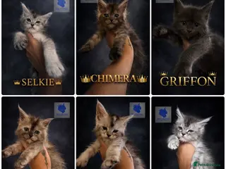 Maine Coon cats 👑 Stunning high silver poly Maine coon kittens 👑 - Advert 1
