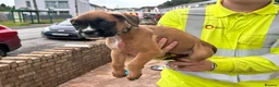 Boxer dogs for sale: READY NOW- Stunning boxer puppies - Advert 25