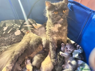 Maine Coon cats Main coon adorable kittens - Advert 1