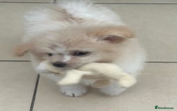 Mixed Breed dogs for sale: Beautiful Pomachons  - Image 7