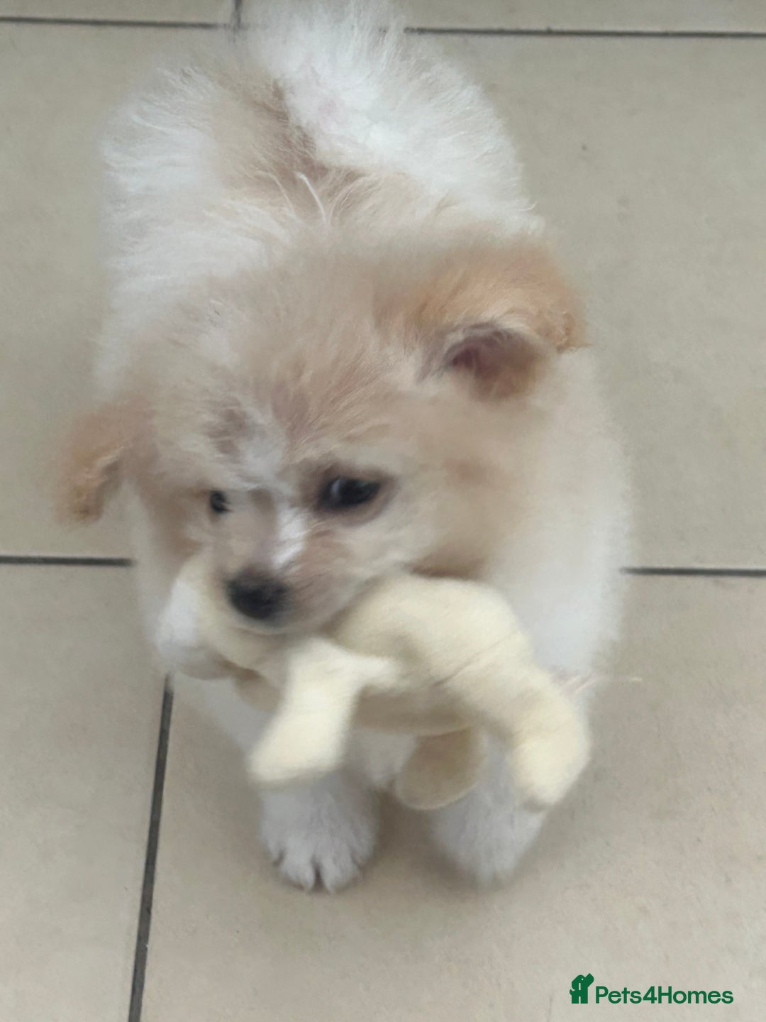 Mixed Breed dogs for sale: Beautiful Pomachons  - Image 7