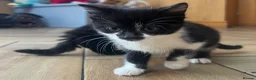 British Shorthair cats for sale: Kittens  - Advert 14