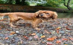 Cavalier King Charles Spaniel dogs for sale: New home needed for beautiful Rafa - Image 8