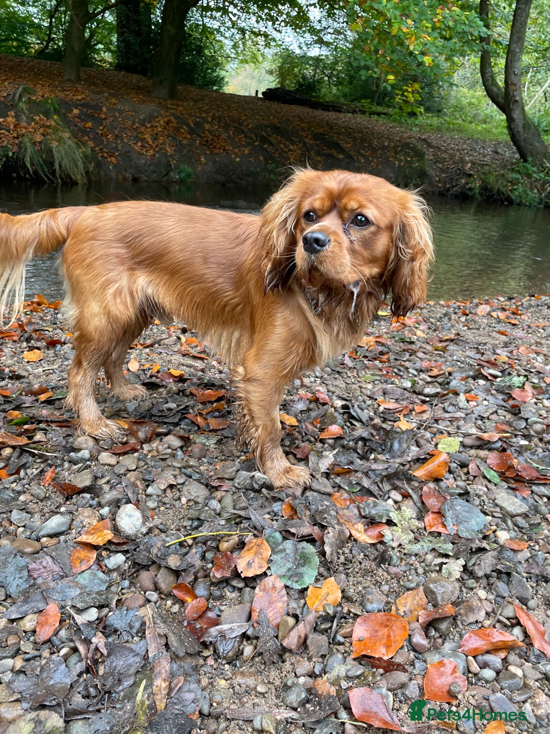 Cavalier King Charles Spaniel dogs for sale: New home needed for beautiful Rafa - Image 8
