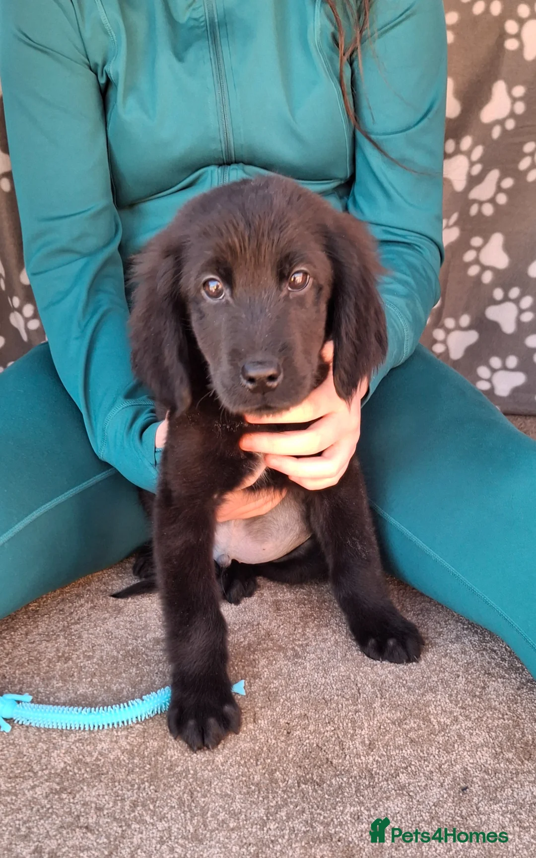 Mixed Breed dogs for sale: Health tested Flatcoat x golden retriever puppies. - Advert 2