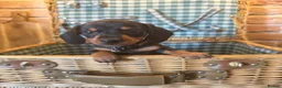 Miniature Dachshund dogs for sale: Miniature Dachshund puppies READY TO LEAVE NOW  - Advert 7