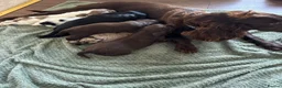 Cocker Spaniel dogs for sale: Cocker spaniel puppies  - Advert 16