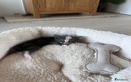 Persian cats for sale: Persian cross  - Image 12