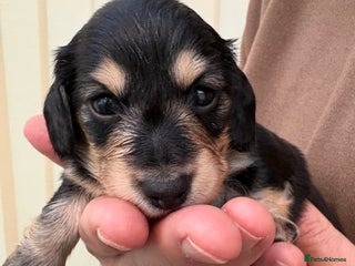 Miniature Dachshund dogs Stunning litter of Mini Long Haired Dachshunds - Advert 19