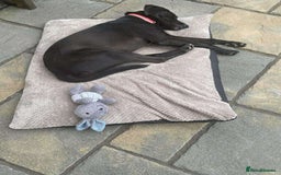 Mixed Breed dogs for adoption: LOLA -affectionate girl/ friendly/loving/happy - Image 9