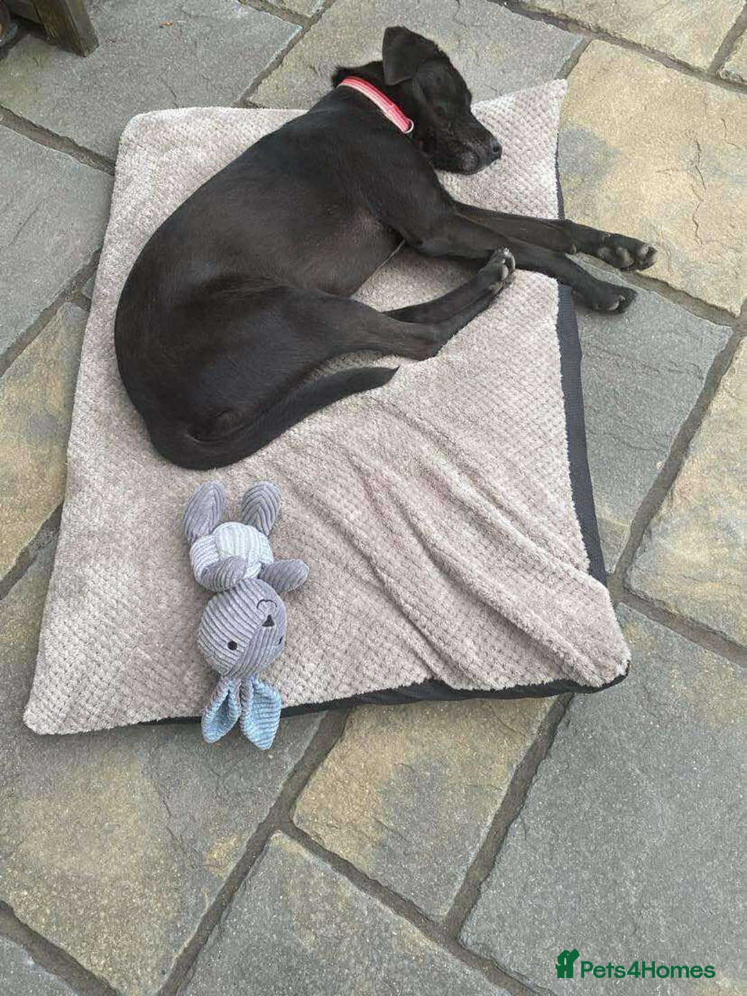 Mixed Breed dogs for adoption: LOLA -affectionate girl/ friendly/loving/happy - Image 9